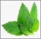 We support Green 